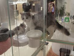 -COLOR PETS 撸猫馆·购猫·猫咖(长风大悦城店)