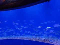 -哈尔滨波塞冬海底世界