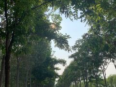 -西青郊野公园