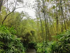 -大屏嶂森林公园