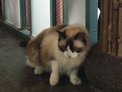 -喵屿·大理花园猫咖