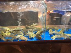 水产区-德米火锅(深圳湾1号旗舰店)