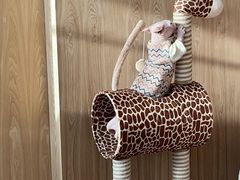 -猫腻·猫咖·撸猫馆(星光大道店)