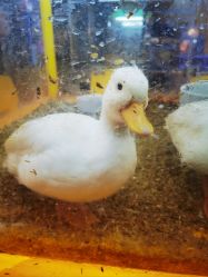 -神奇动物撸宠馆·羊驼·小浣熊·异宠(豫园店)