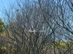 -中山市树木园