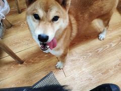 -柴犬高等学院·狗咖·柴犬售卖·宠物训练