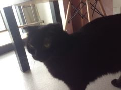黑咪-我爱猫咪·猫咖·狗咖·安哥拉兔·羊驼咖(小寨华旗店)