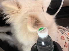 -万博宠物医院·手术·诊疗(未央凤城五路店)