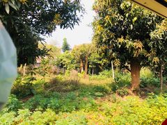 -西双版纳原始森林公园