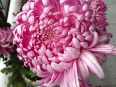 -天润发屯溪元一店(元一大观上河城店)