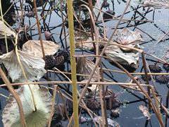 -北门涮肉·炭火铜锅涮肉(什刹海店)