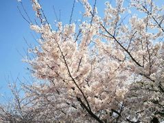 -同济大学(嘉定校区)