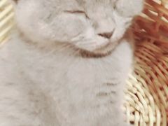 -共舞时光猫咖·狗咖(新街口店)