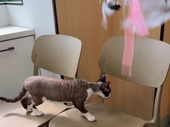 -瑞派·关忠动物医院·猫专科·犬专科(三环新城店)