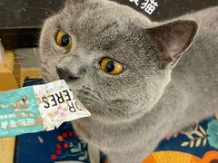 -猫咪派对(江南西店)