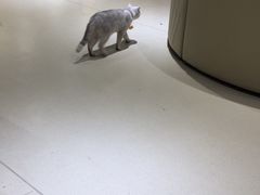 -藏猫猫咖啡主题馆(中央大道店)