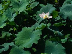 -四川大学(华西校区)