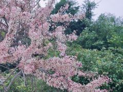 -深圳国际园林花卉博览园