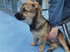 -万博宠物医院·手术·诊疗(未央凤城五路店)