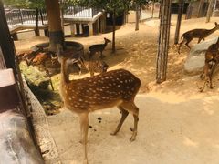 -石家庄市动物园