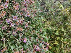 -野三坡百草畔景区