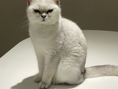 -怪兽屋·羊驼·猫咖·狗咖(俊华广场店)