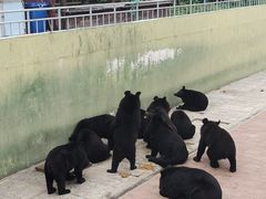 -西霞口神雕山野生动物世界
