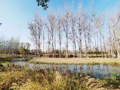 -东郊湿地公园