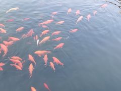 -鄱阳湖国家湿地公园