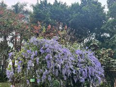 -深圳国际园林花卉博览园