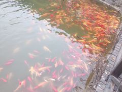 -武汉紫薇都市田园