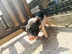 -前小桔亲子创意农场·草莓采摘·露营烧烤