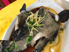 清蒸石斑鱼-浩海美食店(闸坡店)