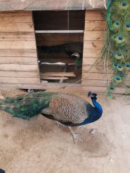 -萌宠亲子动物乐园(槐房万达店)