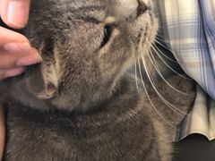 -喵园·猫主题咖啡厅·撸猫·猫咖(国贸店)