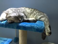 -喵的天空名猫咖啡馆·撸猫·猫舍·用品