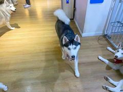 -Husky Go! 哈士奇体验馆·宠物咖啡厅狗咖