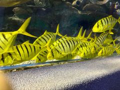 -太平洋海底世界