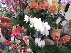 -FEI FEI FLOWER鲜花店·气球派对·宝宝宴布置(虹口德必运动Loft店)