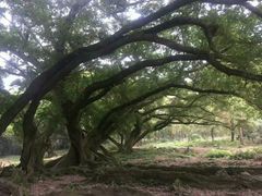 -瑞丽独树成林风景区