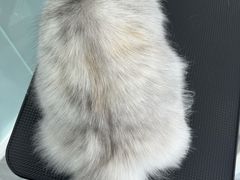 -爱洗澡的猫(望京店)