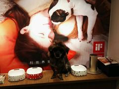 -PETKIT小佩宠物(古北店)