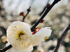 -梅花山(明孝陵内)