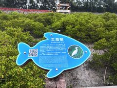 -北海金海湾红树林生态旅游区