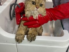 -贝康宠物医院·犬猫全科·小动物特色诊疗中心(东环路店)