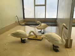 -沈阳森林动物园