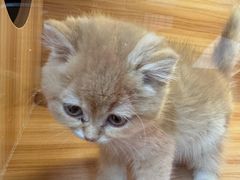 -猫十亿·布偶金渐层·曼基康矮脚猫舍(青年路店)
