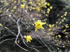 -杭州植物园