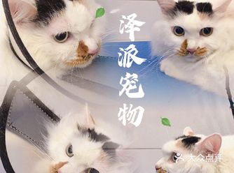 ️萌宠享受五星级服务初体验丨24小时泽派宠物