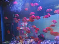 -九洲喜来登酒店湖月日餐厅